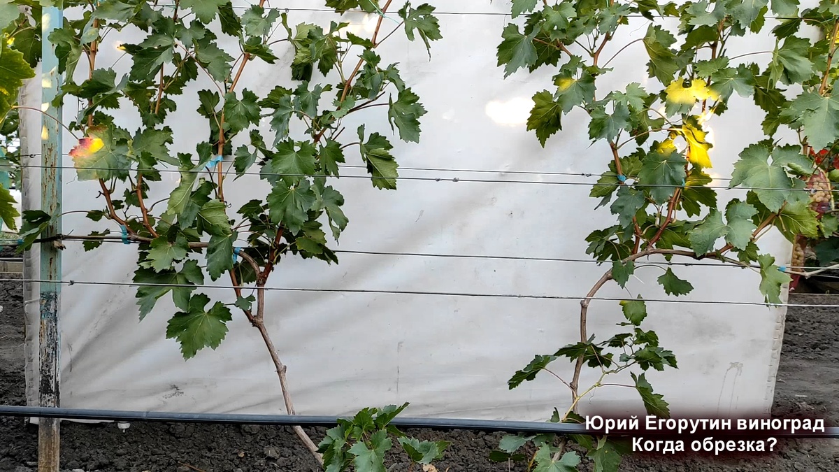 Куст винограда 3 вегетация.