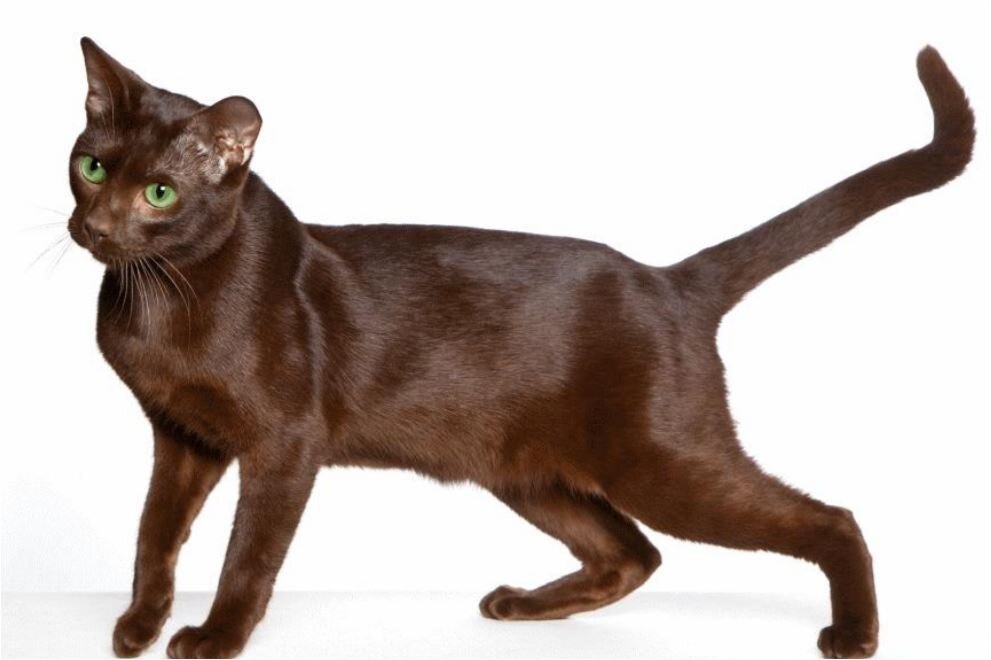 Гавана Браун – средних размеров кошка с мускулистым, элегантным телосложением и короткой, гладкой, блестящей шерстью.