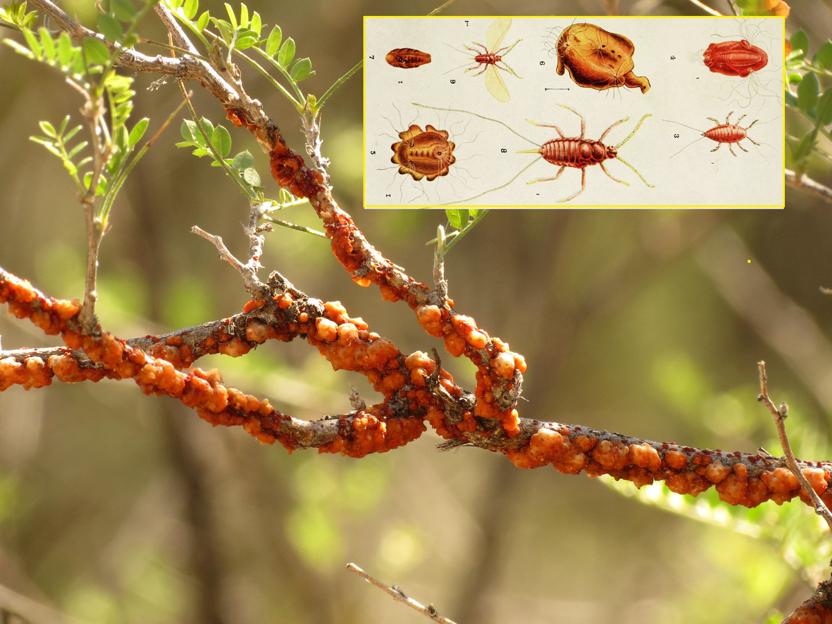 Фотоколлаж автора из матеоиалов свободного доступа. Яндекс картинки. 