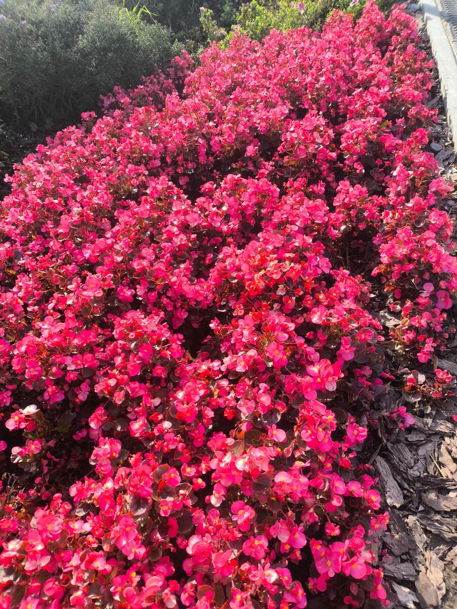 Это мои читатели💓красивые и славные🙏как эти цветы. Фото на набережной