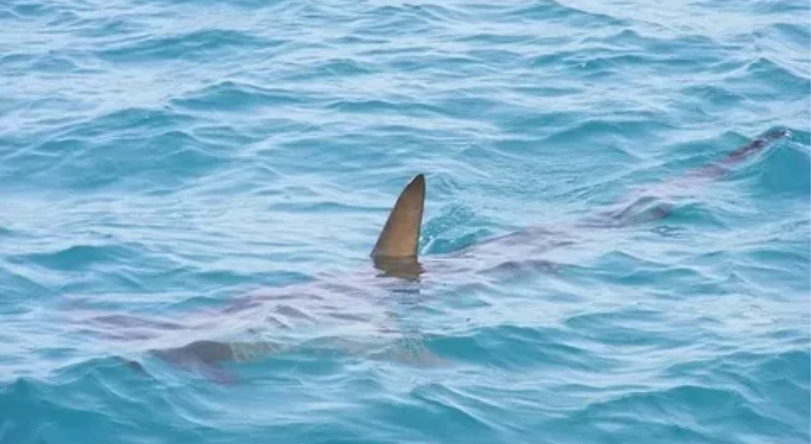 Реальное фото акулы от туристов - и кстати не единственное...