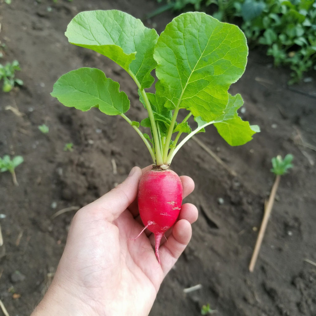 Фото первого редиса 1 мая