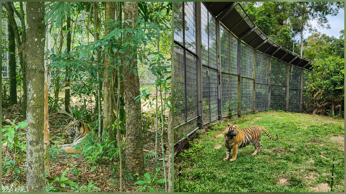 Open Zoo в Vinpearl Safari