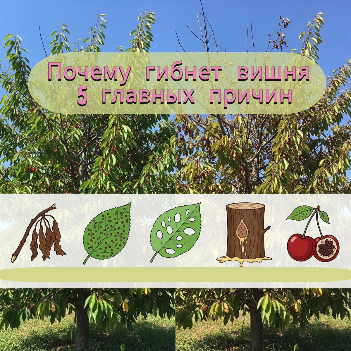 Почему гибнет вишня: 5 главных причин, о которых не говорят в садовых центрах