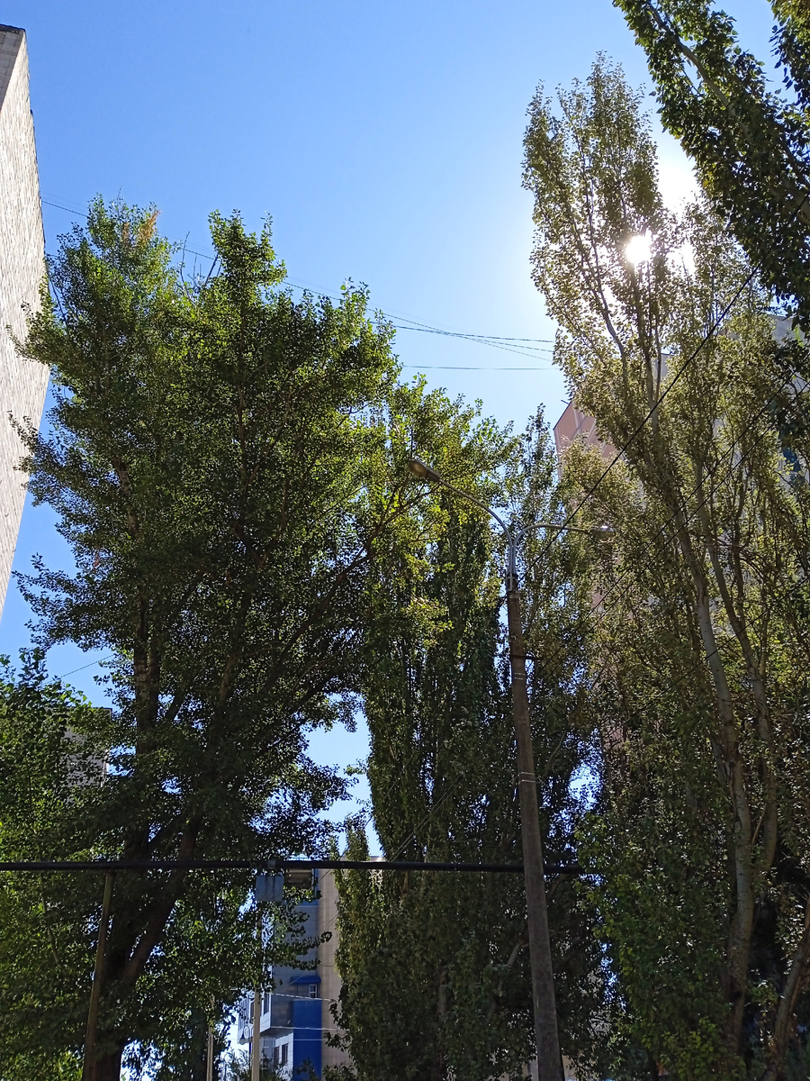 6.09.2024. Высокие деревья в Волгограде, пронизанные солнечным светом