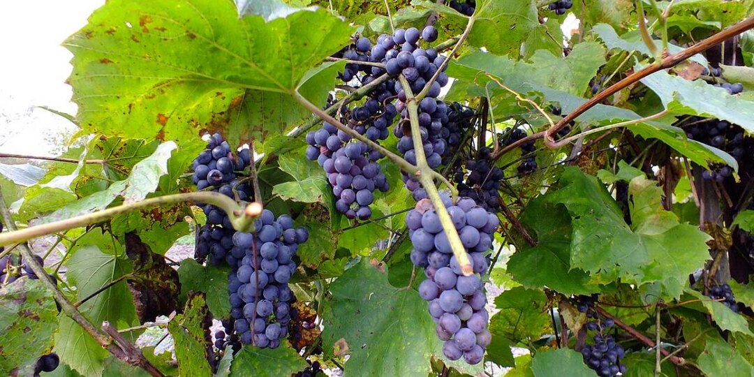 Виноград засыхает на глазах: главные причины, о которых забывают садоводы