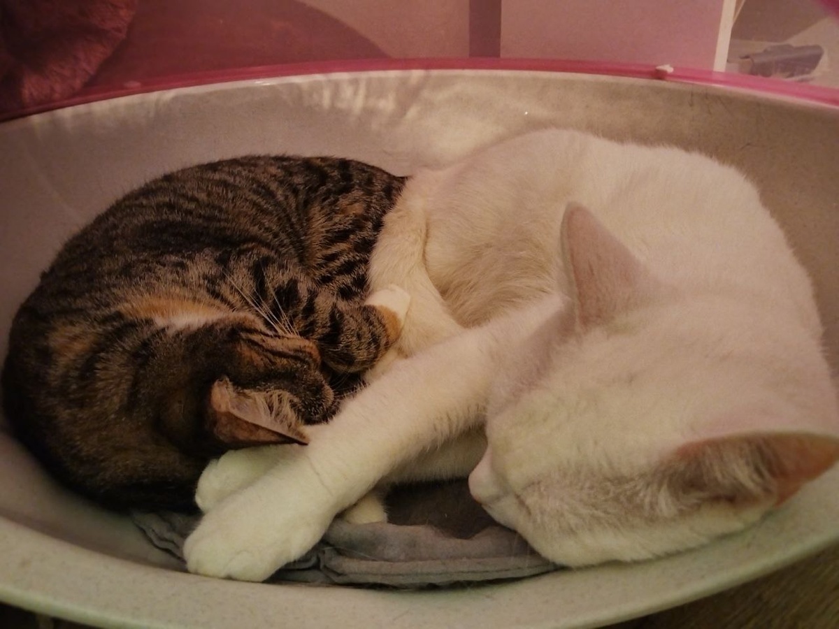 Вот, смотрите. Могу и так весь день проваляться