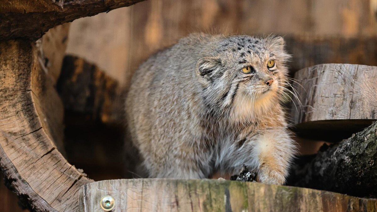    Фото: vk.com/spbzoopark