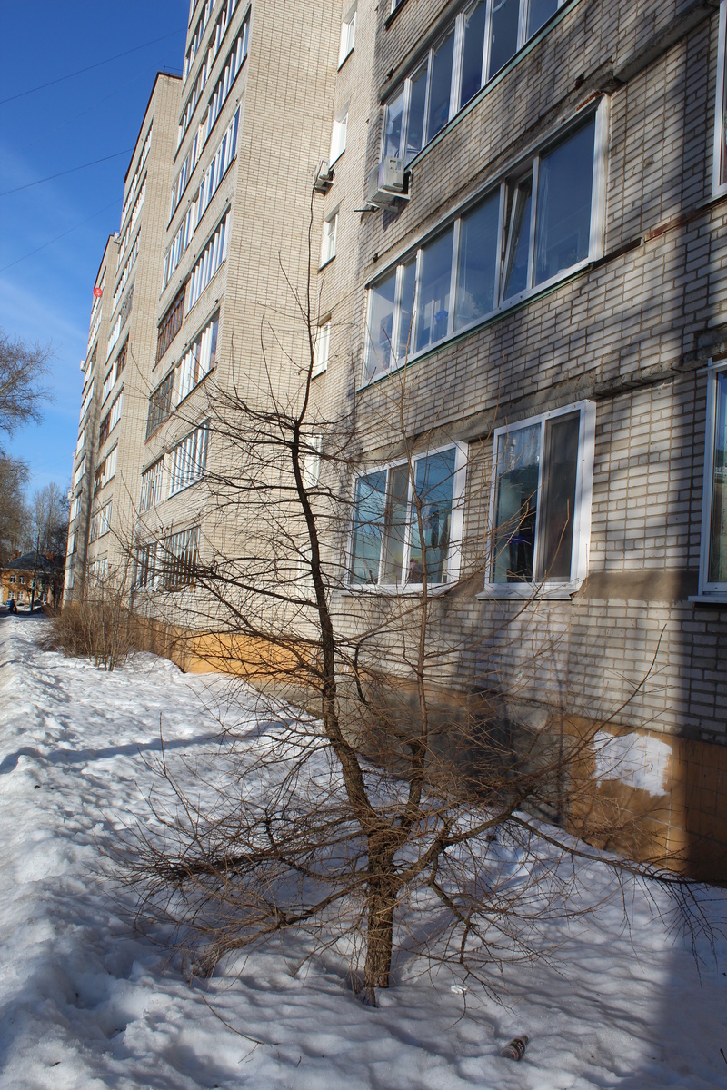 вот с таким кривым растущим возле дома деревцем  мне предстояло начать работу сразу после схода снега 