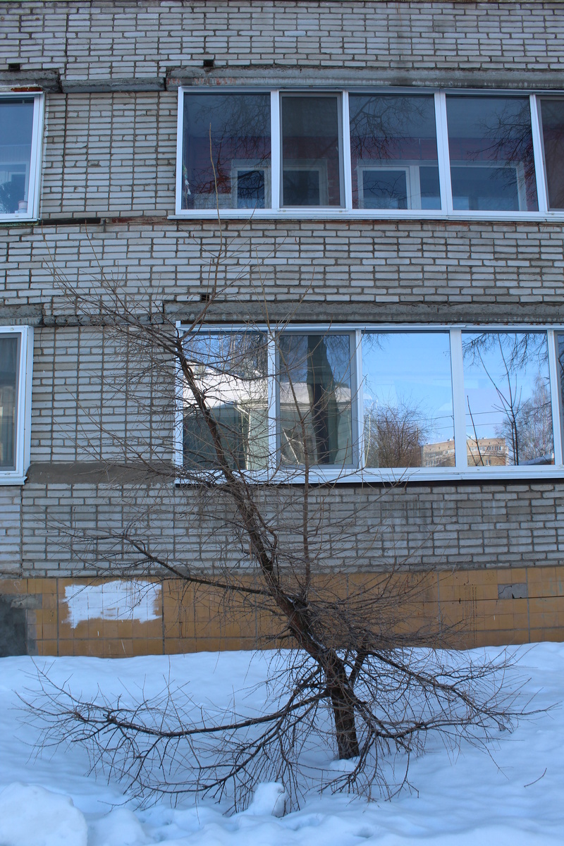 На фото видно, что дереву два раза срезали верхушку, и после каждой обрезки оно расло кривее и кривее.