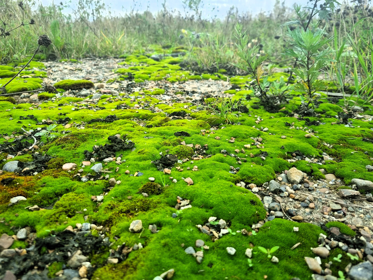 Возможно, это следы инопланетян... 😉 Фото автора