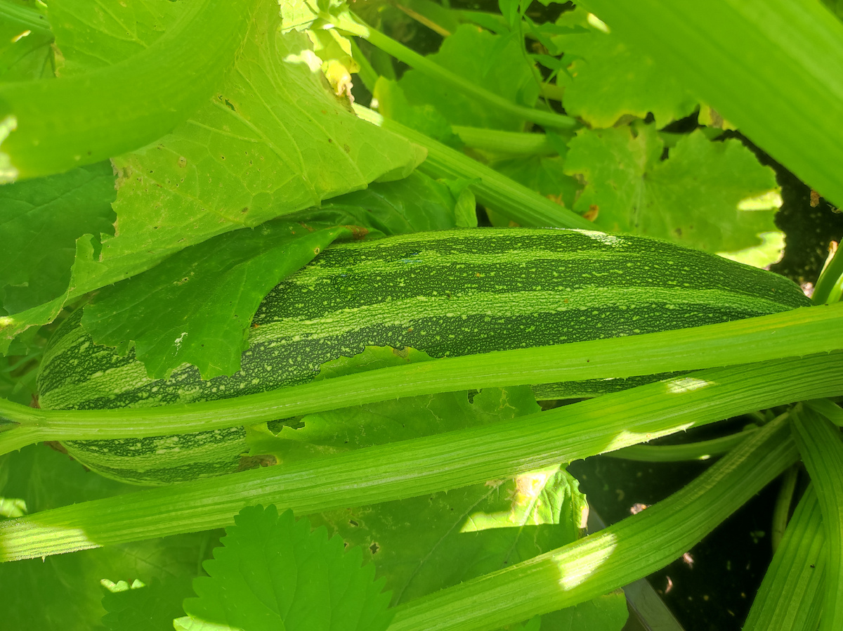 Фото автора, кабачок-цукини сорт Ляйконик, начало сентября 2025 года