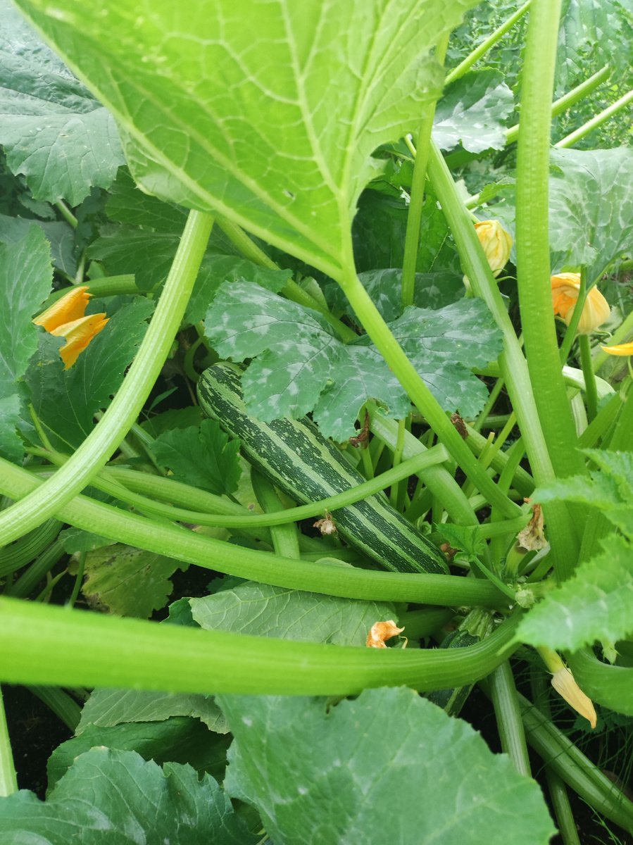 Фото автора, кабачок-цукини сорт Ляйконик, начало августа 2025 года