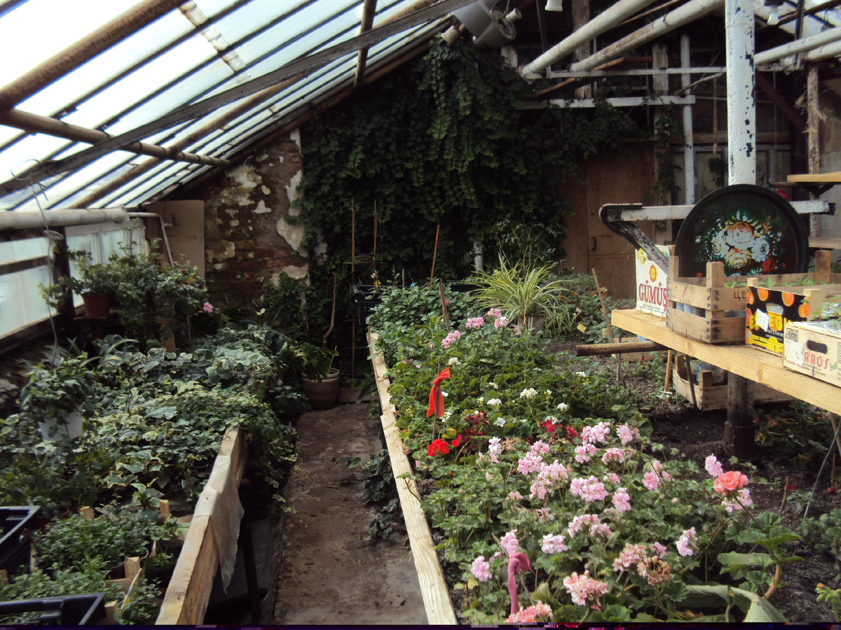 Плющ в отапливаемой теплице на участке озеленения МУП ЖКУ г. Глазов  2012 год.