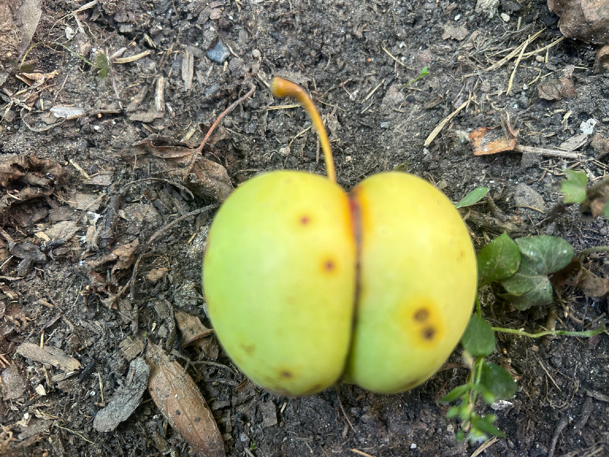  Вряд ли таким яблоком Ева соблазнила бы Адама