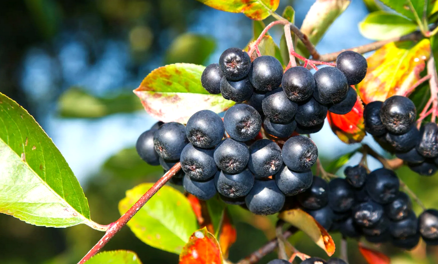 Арония черноплодная и её невероятные свойства