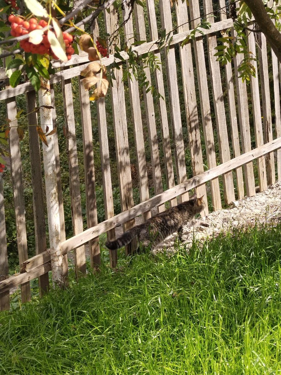 Тут мне понравилось, как Чуфа важно вышагивает - как модель на подиуме. И хвост распушила, фу-ты, ну-ты!