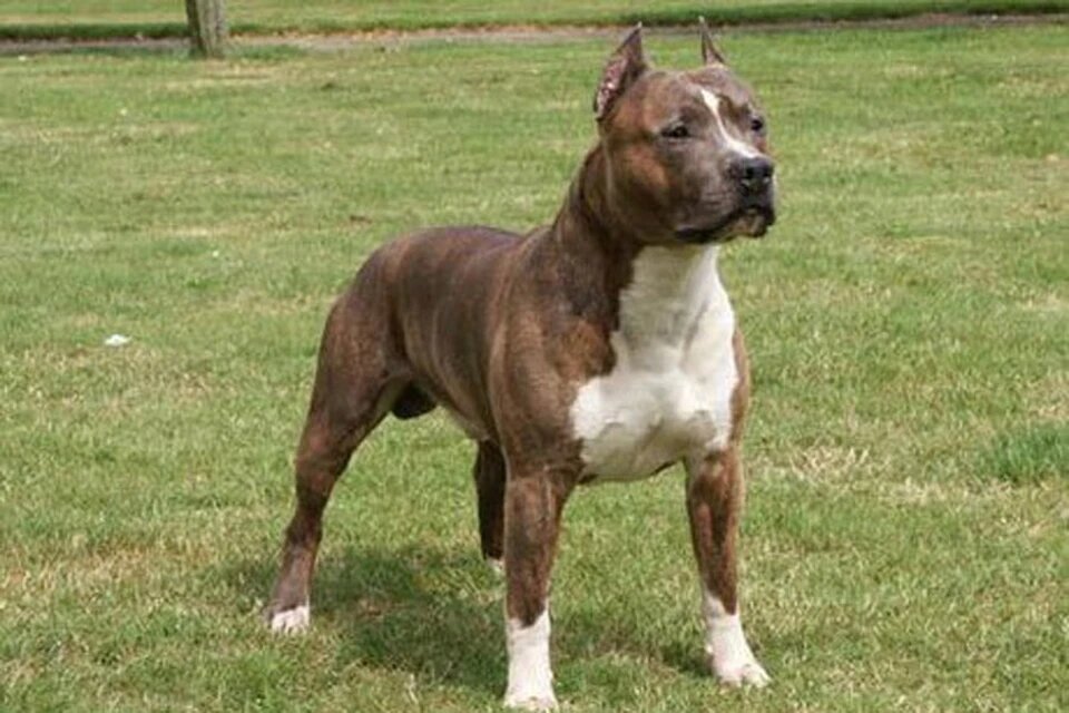 Американский стаффордширский терьер – собака среднего размера с мощным, гармоничным телосложением, символизирующим силу и выносливость.