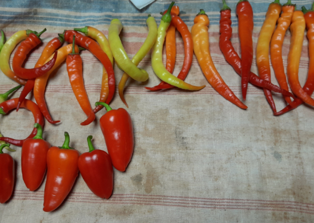 Перед запихиванием в банки лучше подсушить