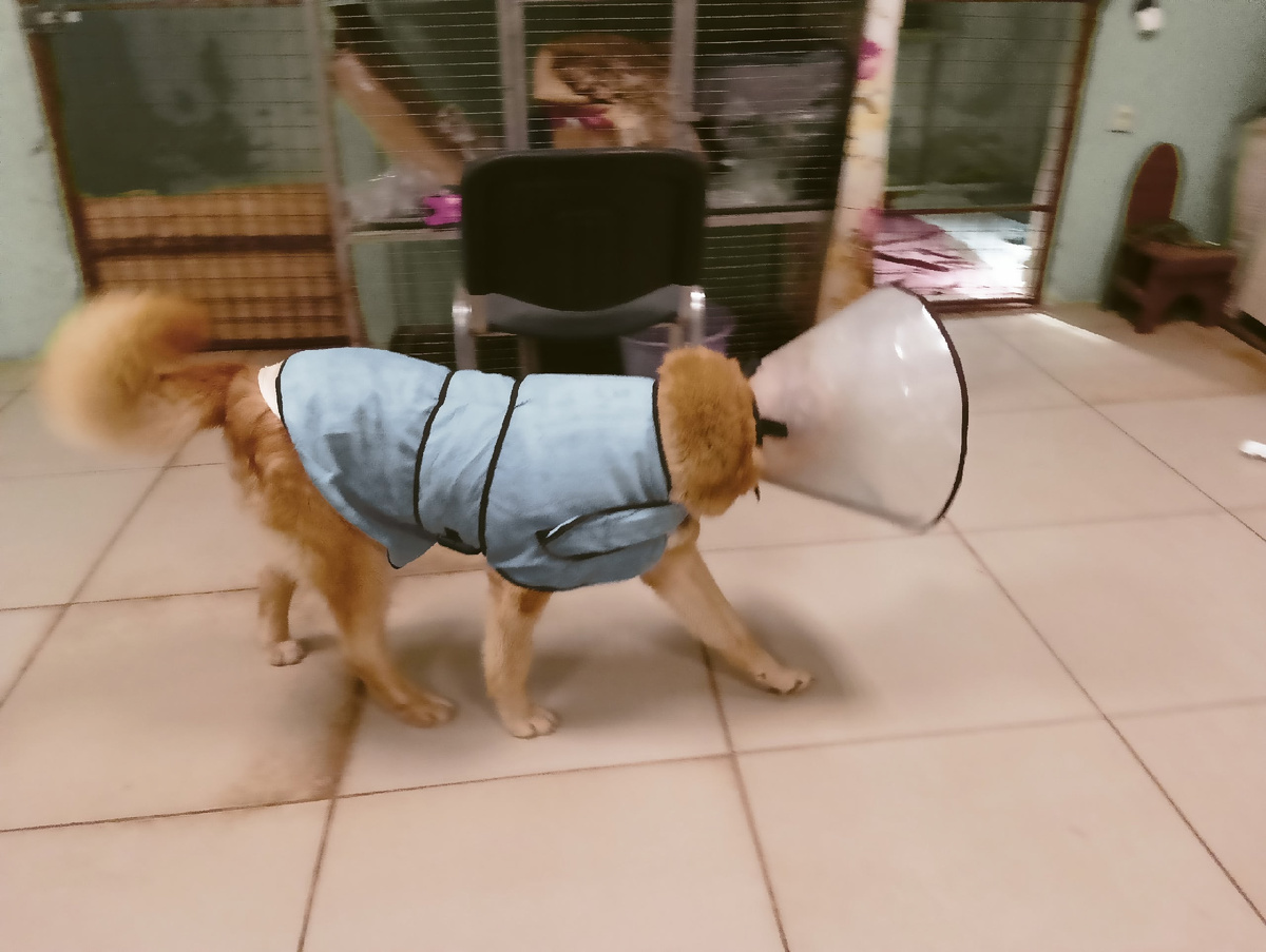 Уникальная Дана, на неё надевали сразу 2 воротника