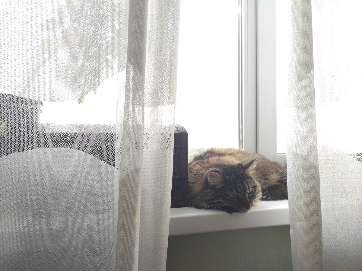 А что зря вставать-то, лапочки чай не казённые