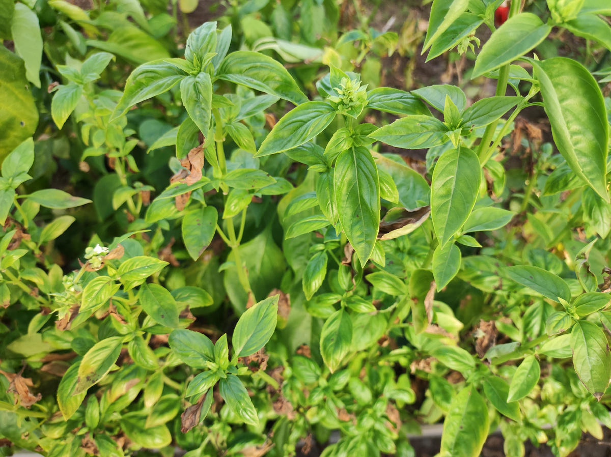 Фото автора, базилик в теплице, сентябрь 2025 года