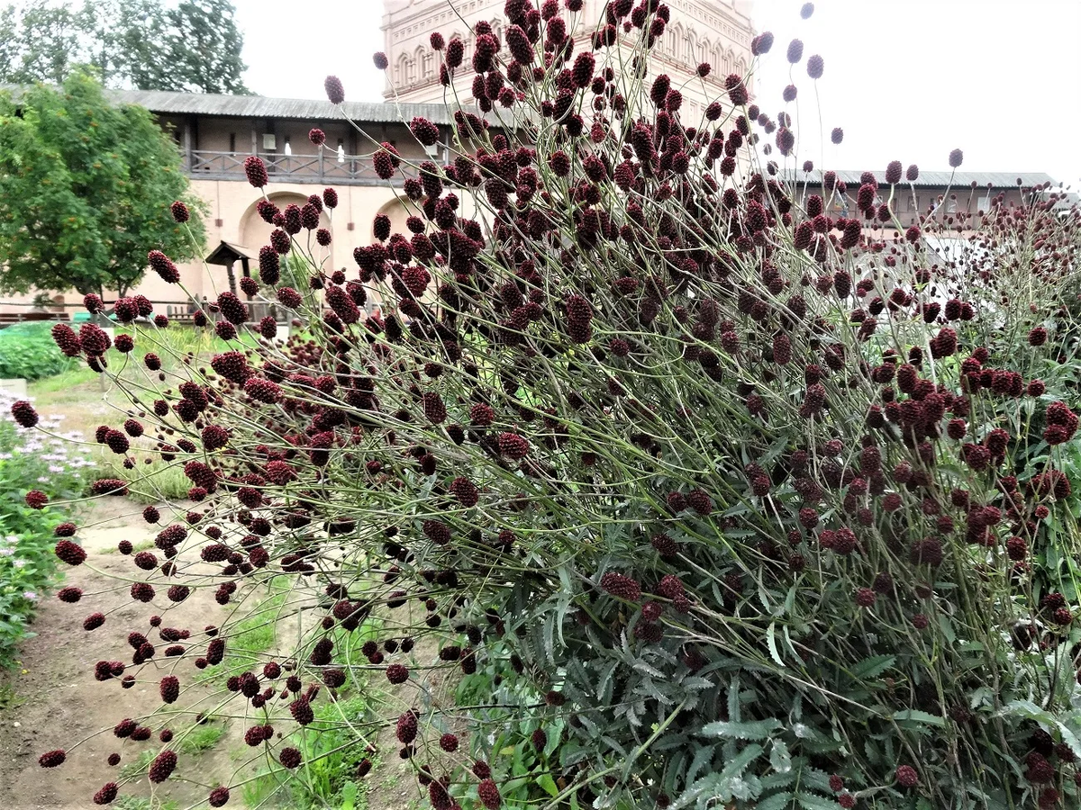 Источник: saulesvejs.lv