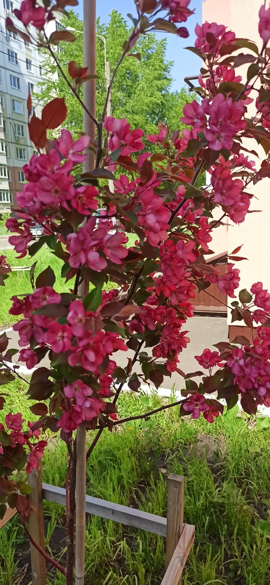 Яблоня у нашего дома 