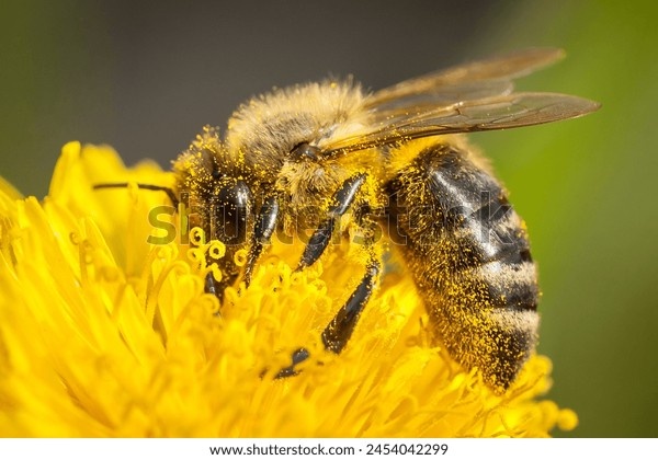 Пчёлы играют ключевую роль в опылении растений, благодаря чему обеспечивают урожай и экологическую гармонию. Их трудолюбие и сложные социальные структуры делают их одними из самых важных насекомых на планете. Благодаря ульям, меду и своим способностям к коммуникации они заслужили признание как удивительные создания природы.