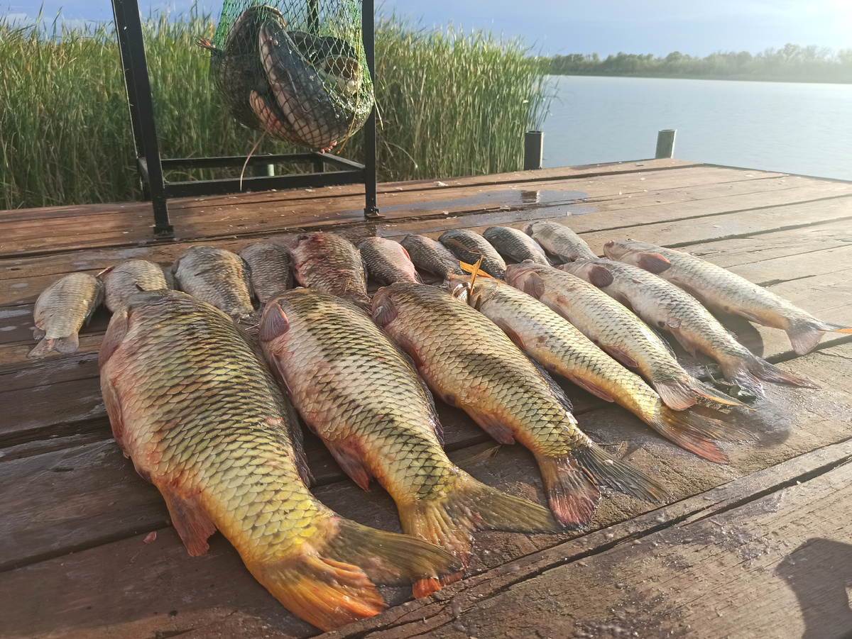 Улов одного дня на Волге.