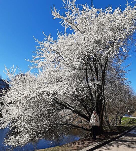    Каждое утро мы обязательно останавливались у цветущей сакуры Фото: Анна Табаева, личный архив