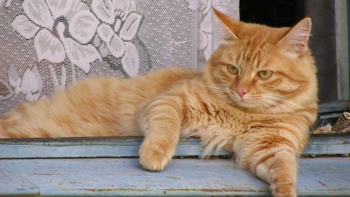    Сегодня День рыжего кота. Фото: Juri Zolotarev / Russian Look / www.globallookpress.com