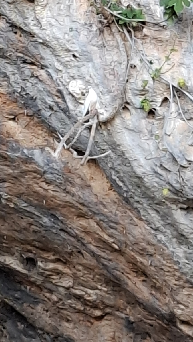 Голубь- свидетель истории