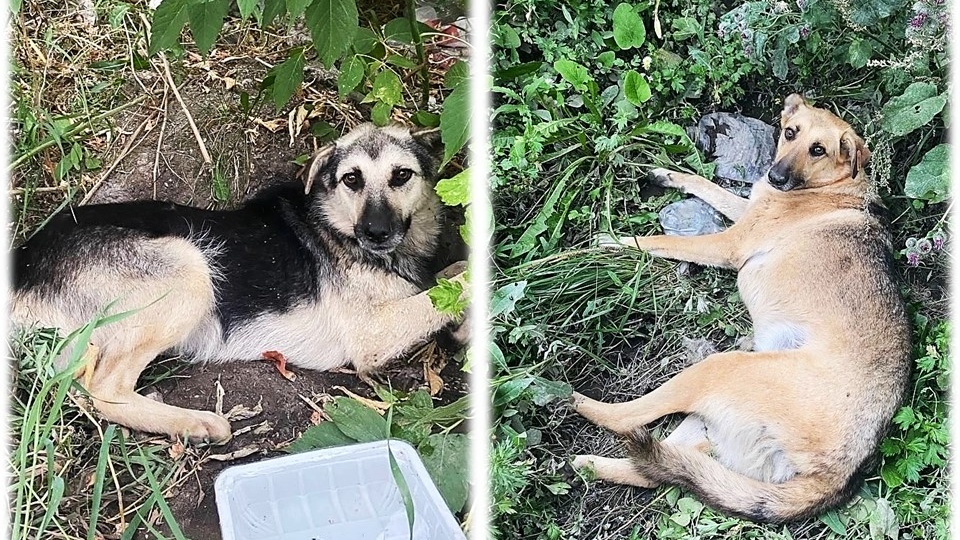 🆘 Трагедия на Хваткова: Двум Собакам Нужна Ваша Помощь, Чтобы Снова Бегать! 🆘