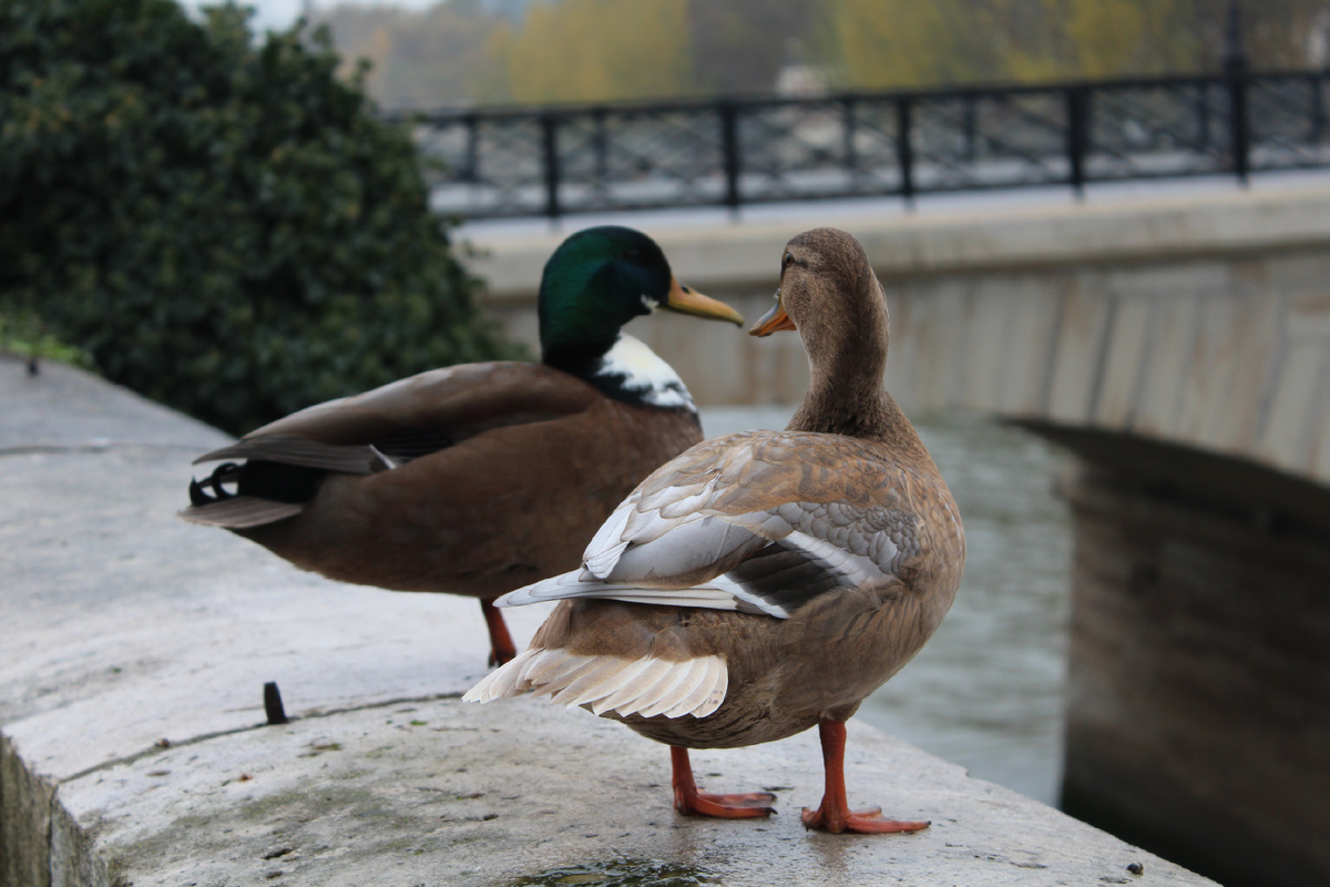 Влюблённые уточки