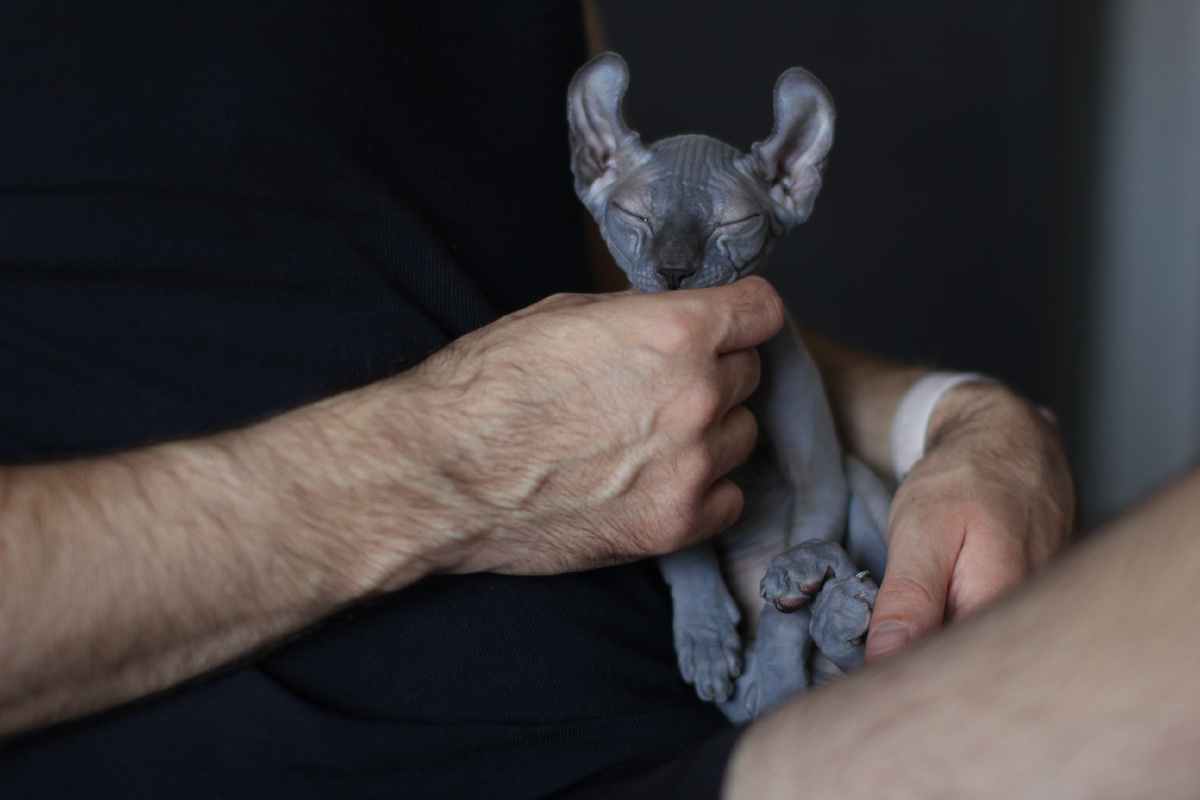 На самом деле это мы не можем сепартироваться от кошки и постоянно к ней липнем)