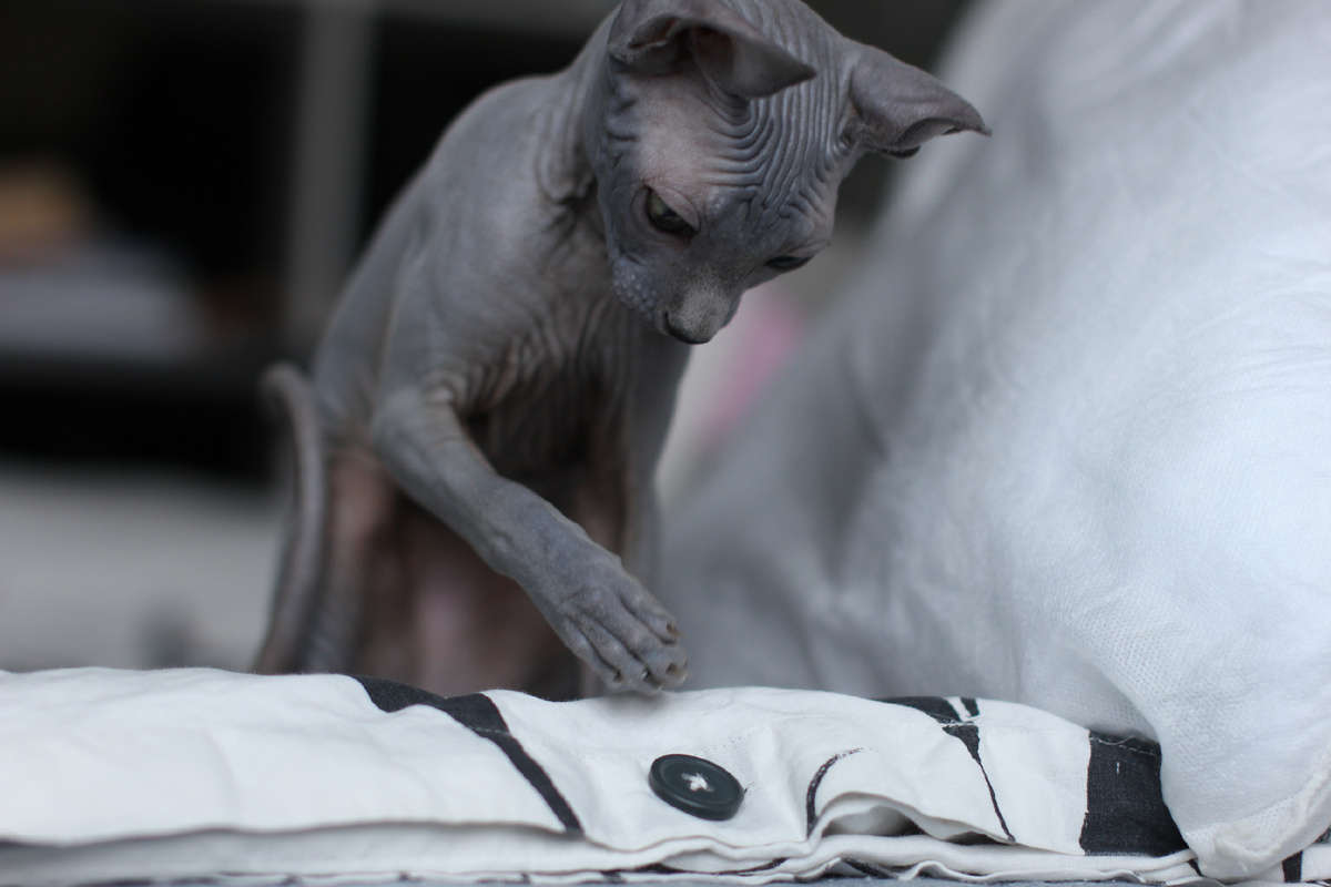 Элизабет интересно примерно ВСЁ