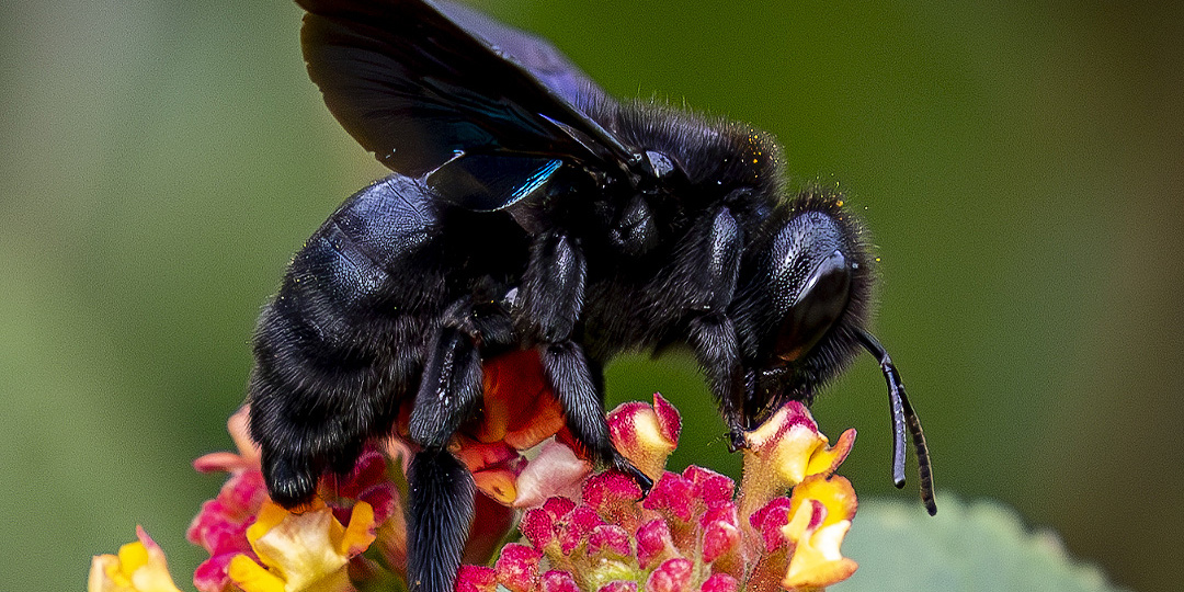 Плотник, которому всё фиолетово
