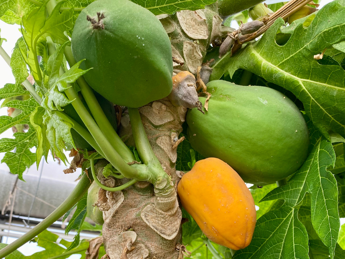 Папайя фото.