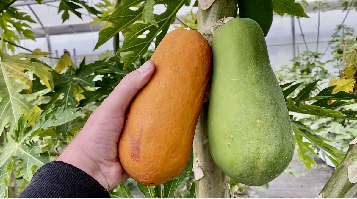 Папайя в теплице.