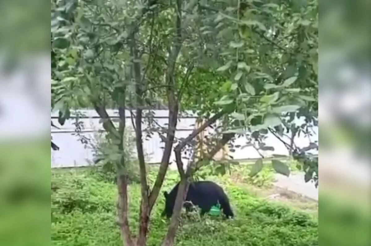    В Южно-Сахалинске ликвидировали опасного медведя с Оленьей горки