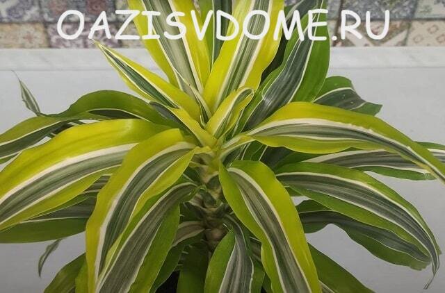 Драцена на фото Лемон Лайм Lemon Lime