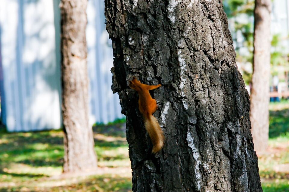    Теплая осень. Барнаул. Источник: Виталий Барабаш/Толк
