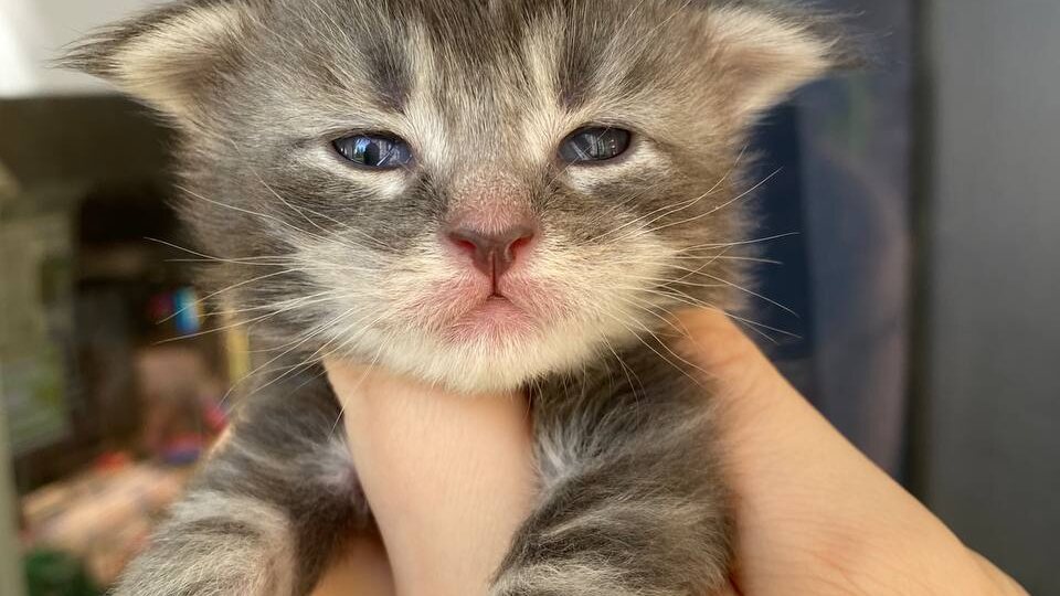 Ответы на популярные вопросы про мейн-кунов.