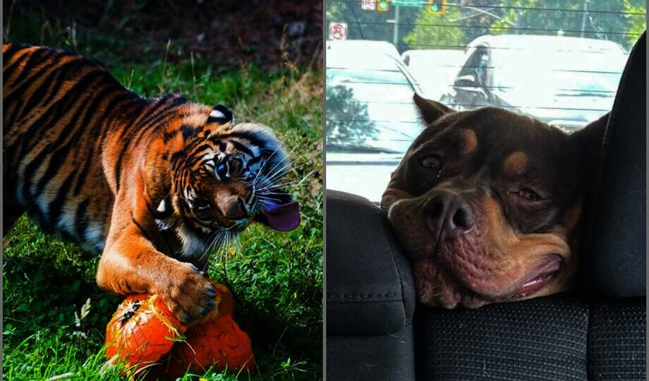 15 снимков четвероногих друзей, которые оказались в неловкой ситуации