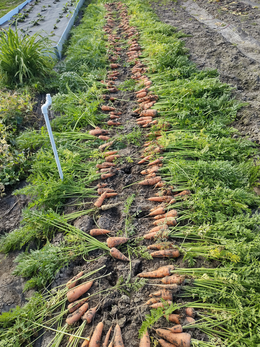 Урожай моркови