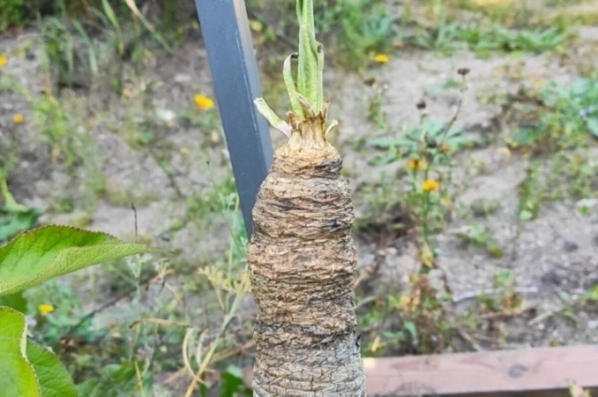    Эксперимент с гигантской лобелией на Сахалине оказался неудачным