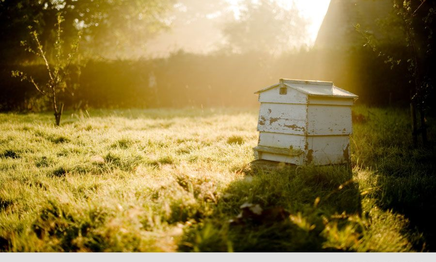 Осенний лайфхак: когда убирать верхнее утепление, чтобы пчелы ушли вниз?