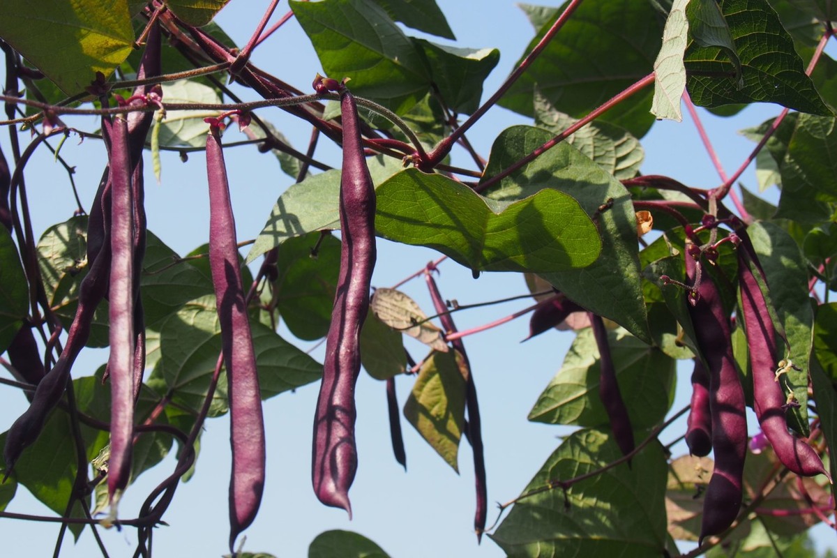 Красная фасоль предпочитает легкие, рыхлые и хорошо дренированные почвы.