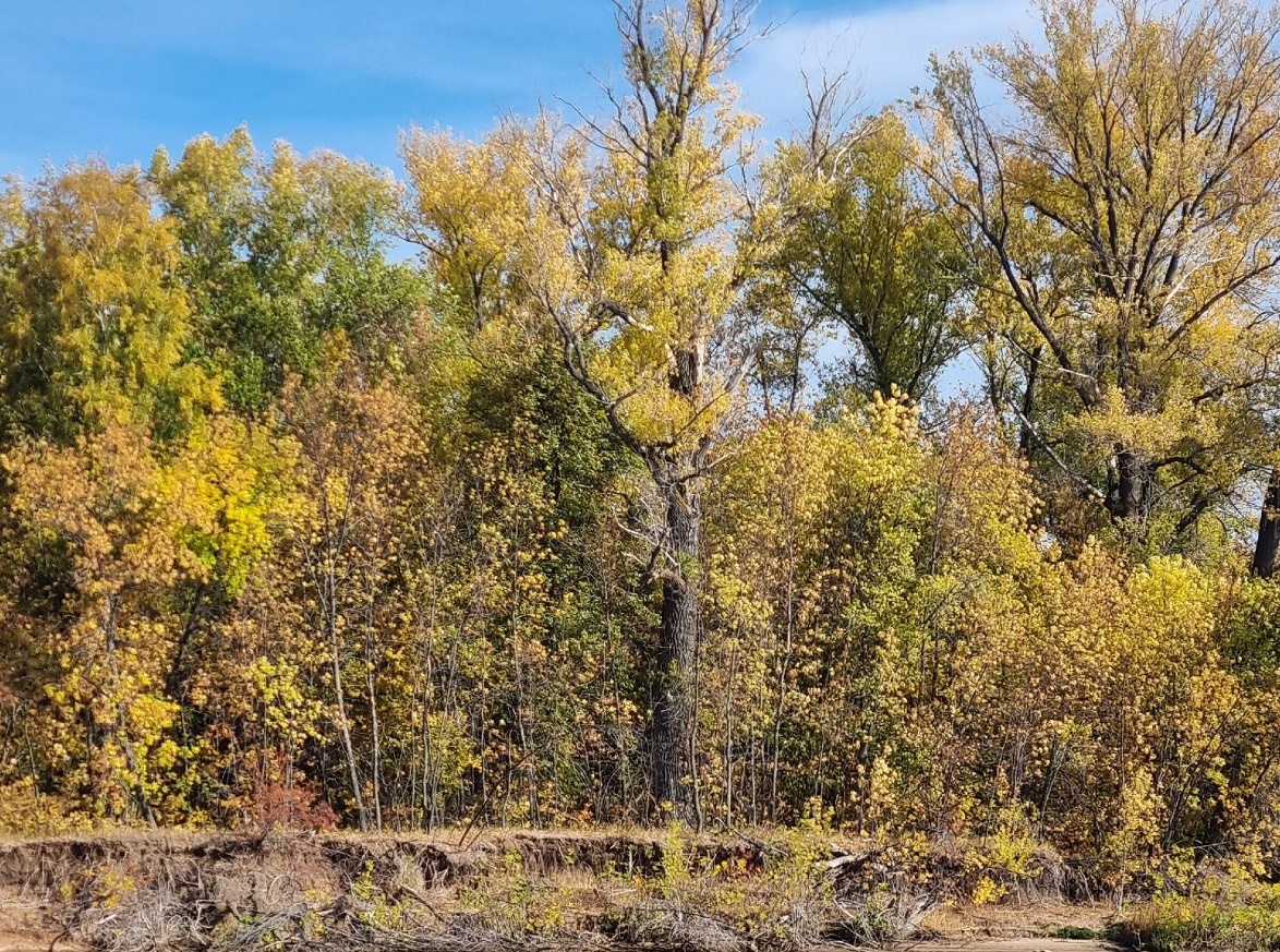   «Всплеск тепла» нагрянет в Россию: бабье лето подарит россиянам во второй половине сентября солнечные дни